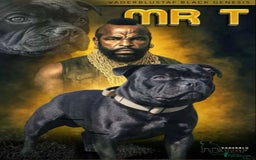 Staffordshire Bull Terrier dogs for sale: KC Registered Mr T & Luminastaffs Puppies - Image 1