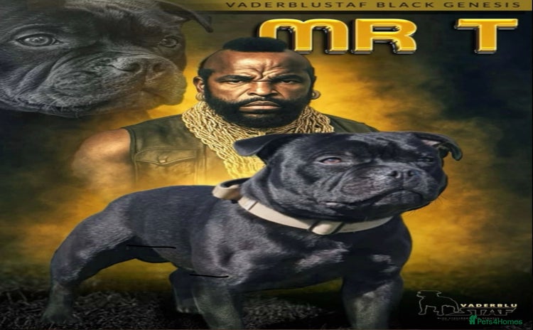 Staffordshire Bull Terrier dogs - Advert 2