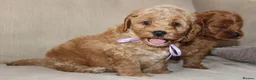 American Cocker Spaniel dogs for sale: American Cockapoo Puppies – Health Tested Parents - Advert 10