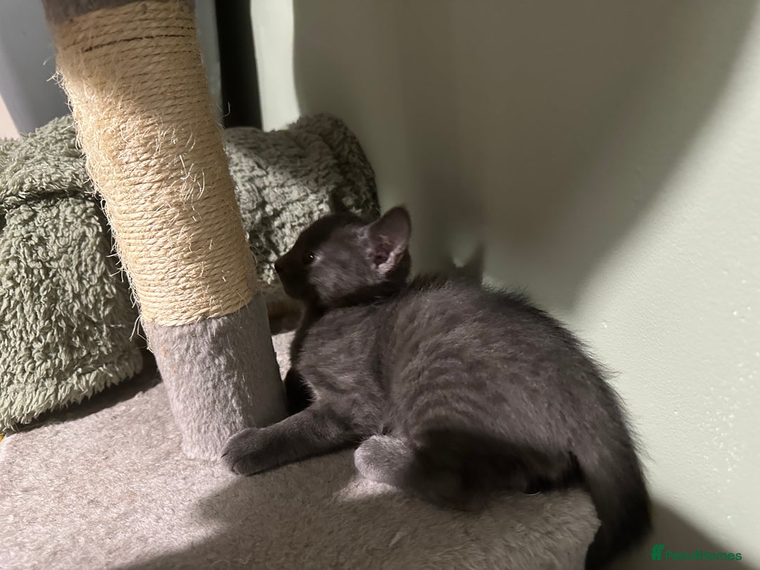 Domestic Shorthair cats for sale: Cute kittens in Dagenham - Image 35