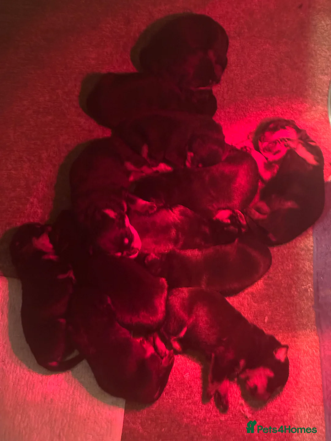 Rottweiler dogs for sale: Beautiful Rottweiler puppies  - Advert 14