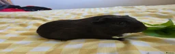 Guinea Pig rodents for sale: Girl rtl - Advert 1