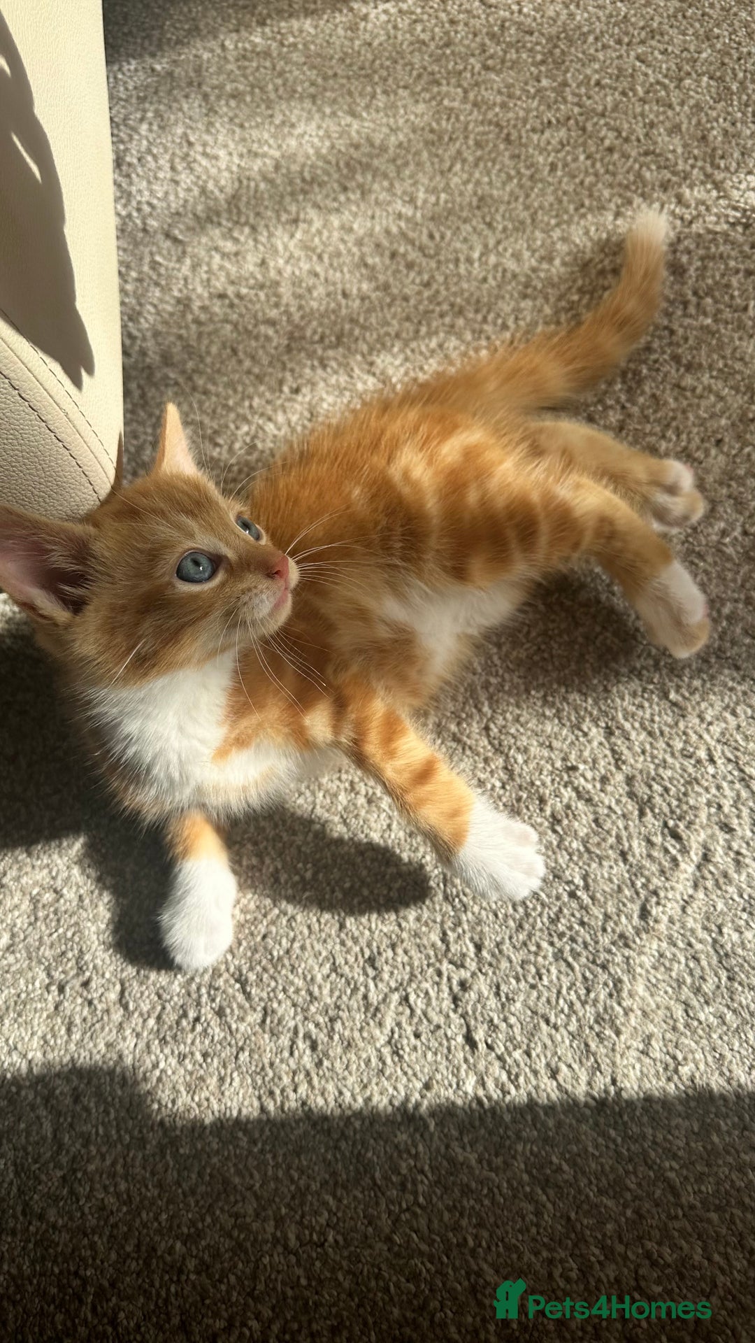 Mixed Breed cats for sale: 5 mixed breed kittens for sale - Image 9