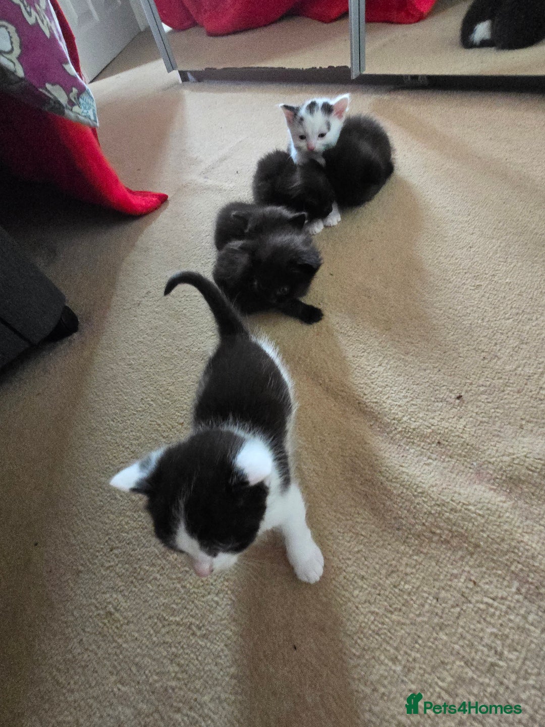 Mixed Breed cats for sale: Ragdoll X Kittens - Image 12
