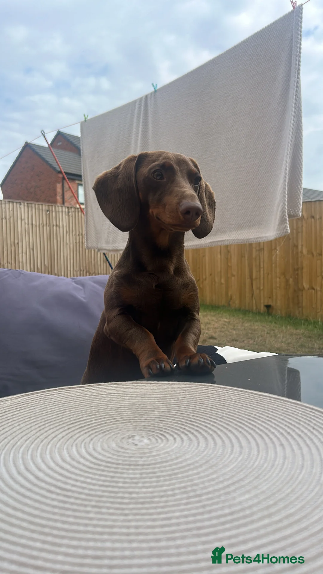 Dachshund dogs for stud: Richmond the stud  - Advert 5