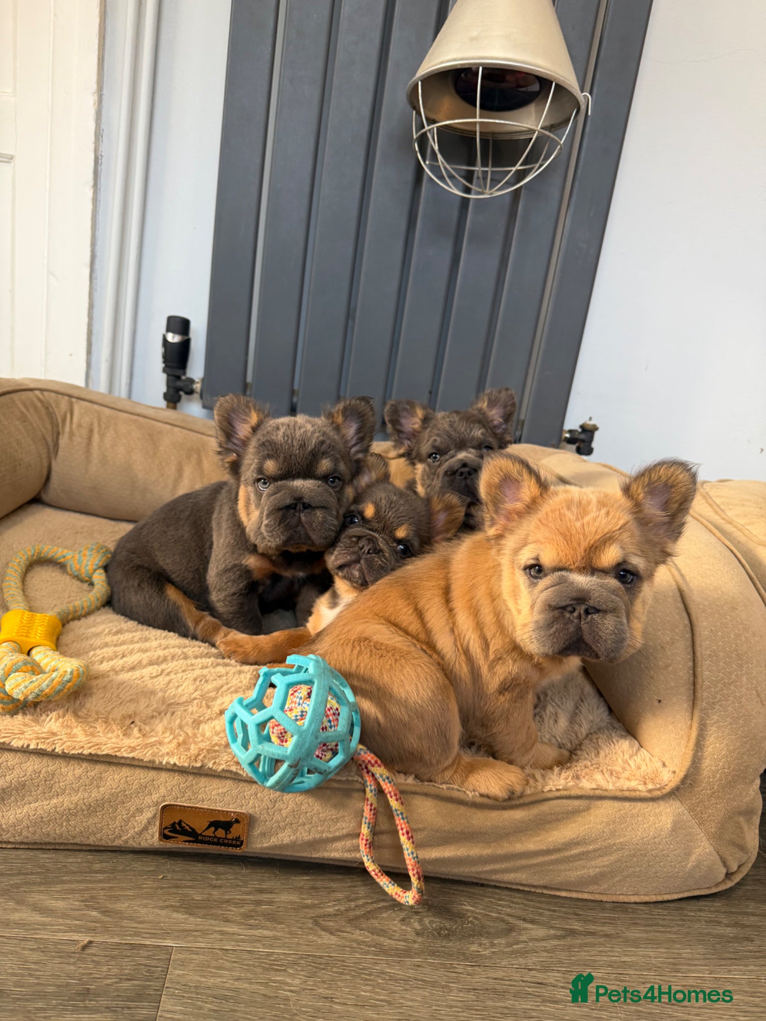 French Bulldog dogs Fluffy French Bulldog Puppies  - Advert 1