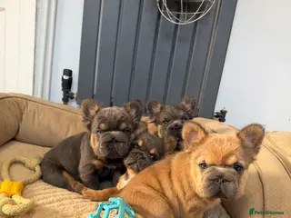 French Bulldog dogs for sale: Fluffy French Bulldog Puppies - Advert 1