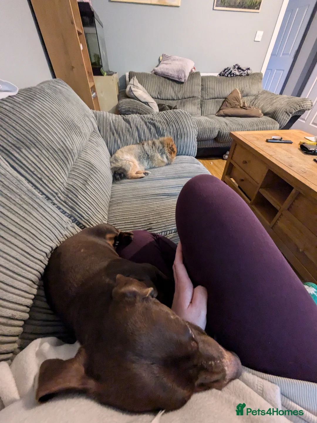 Dachshund dogs for sale: Dachshund for sale - Advert 2