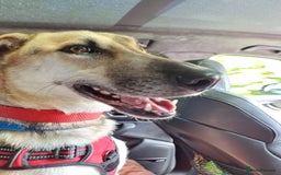 Mixed Breed dogs for adoption: JACK FOR ADOPTION OR FOSTER IN CORNWALL OR DEVON - Image 11