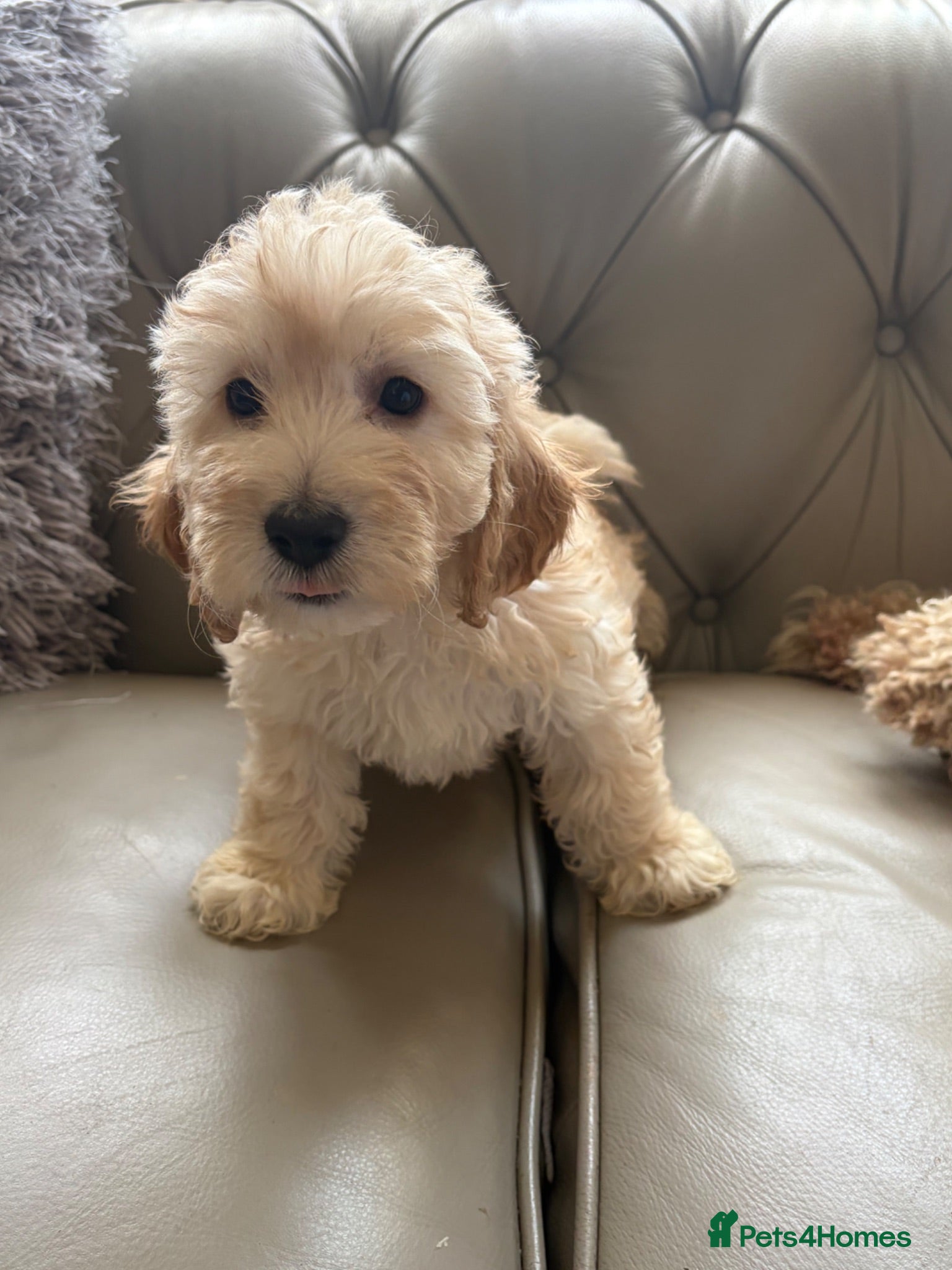 Cockapoo dogs 🌸 READY NOW SHOW QUALITY TOY F1 COCKERPOOS 🌸 - Advert 2