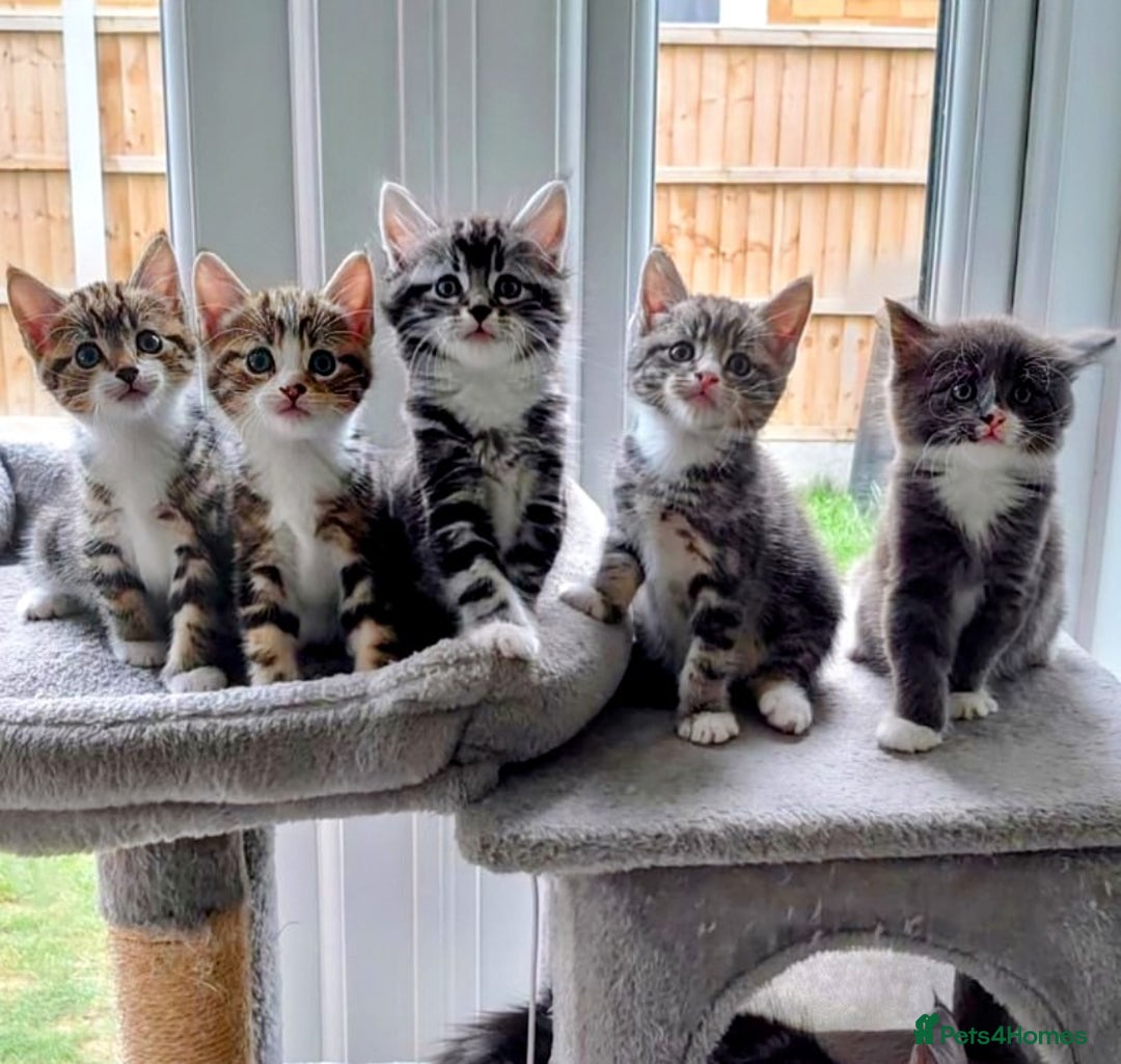 Domestic Shorthair cats for sale: Super stunning kittens - Image 1