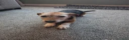 Jack Russell dogs for sale: Mother and daughter jack russels  in Inverkeithing - Advert 3