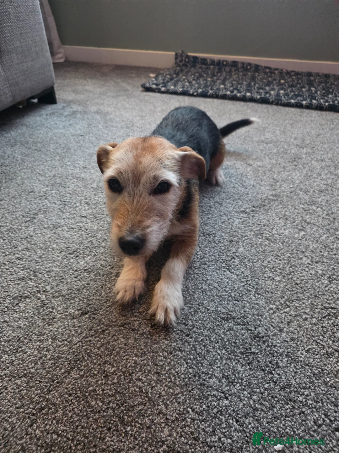 Jack Russell dogs for sale: Mother and daughter jack russels  in Inverkeithing - Advert 3