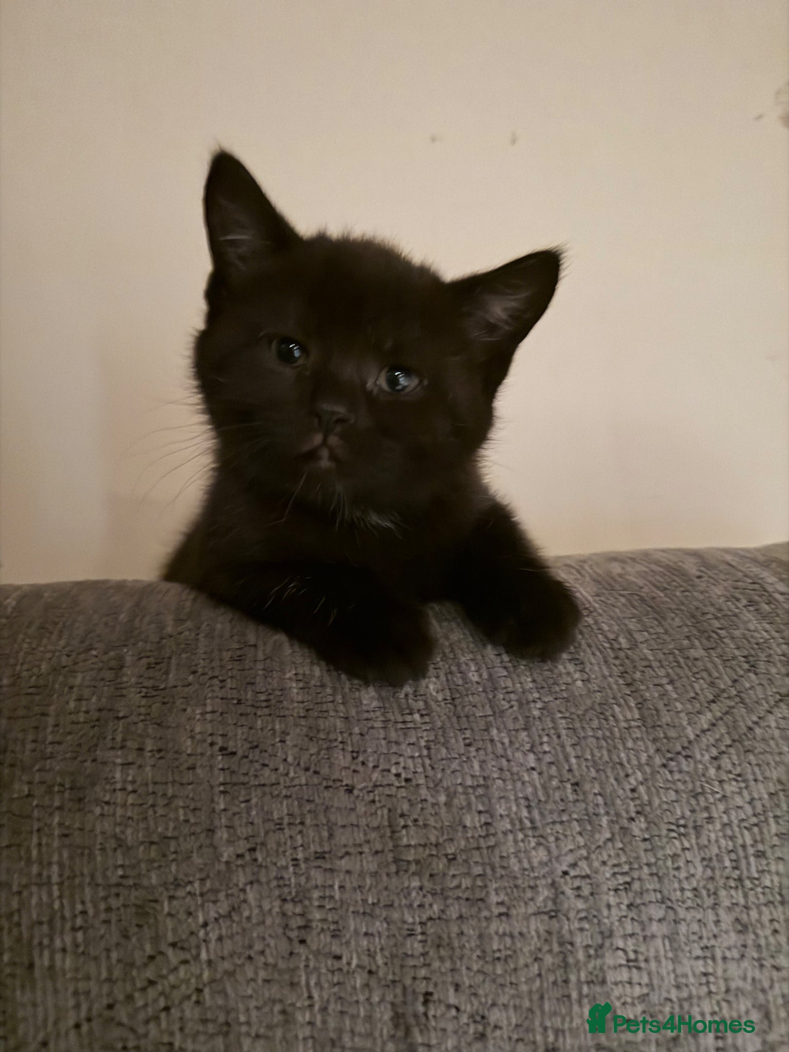 Mixed Breed cats 7 kittens looking their forever home - Advert 5