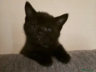 Mixed Breed cats 7 kittens looking their forever home - Advert 6