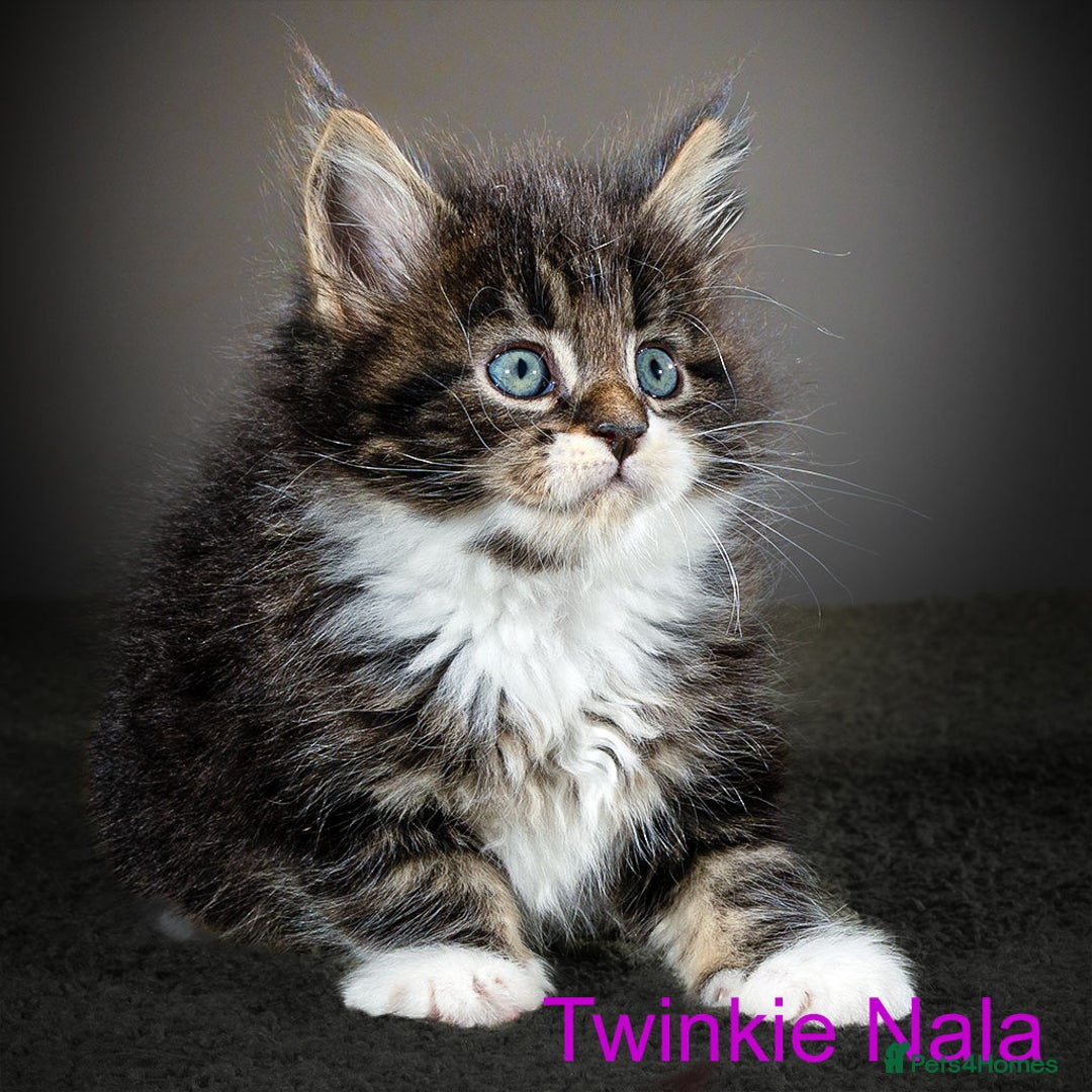 Maine Coon cats for sale: Purebred Maine Coon kittens - Image 4