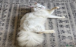 Maine Coon cats for sale: RARE STUNNING White Odd Eye Active Queen - Image 2
