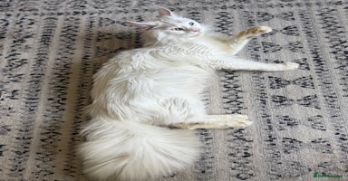 Maine Coon cats - Advert 16
