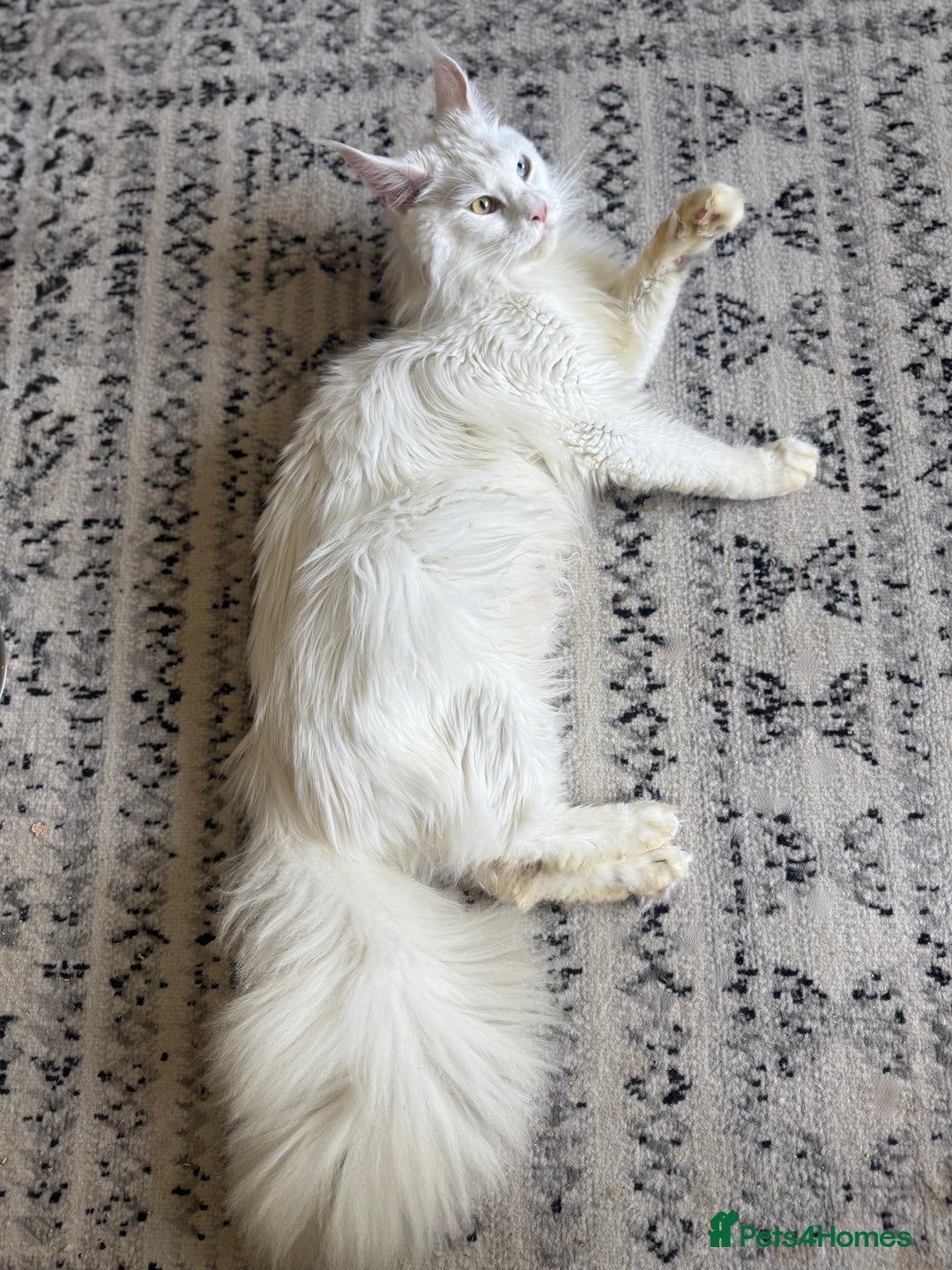 Maine Coon cats for sale: RARE STUNNING White Odd Eye Active Queen - Image 2
