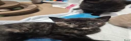 Mixed Breed cats for sale: 6x Gorgeous kittens - Advert 13