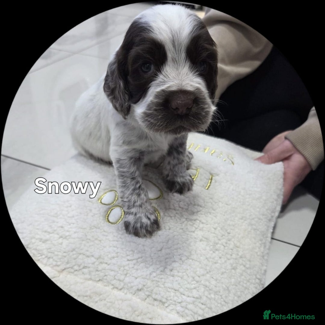 Cocker Spaniel dogs for sale: Cocker spaniels - Advert 6