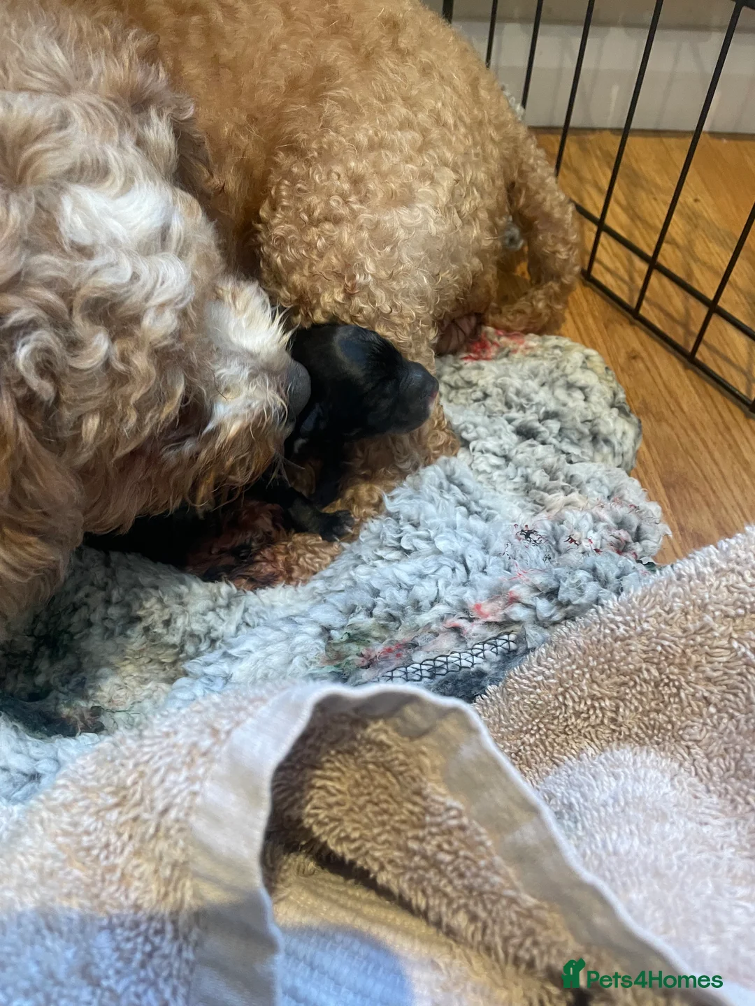 Pomapoo dogs for sale: Wolf sable pomapoos - Advert 17