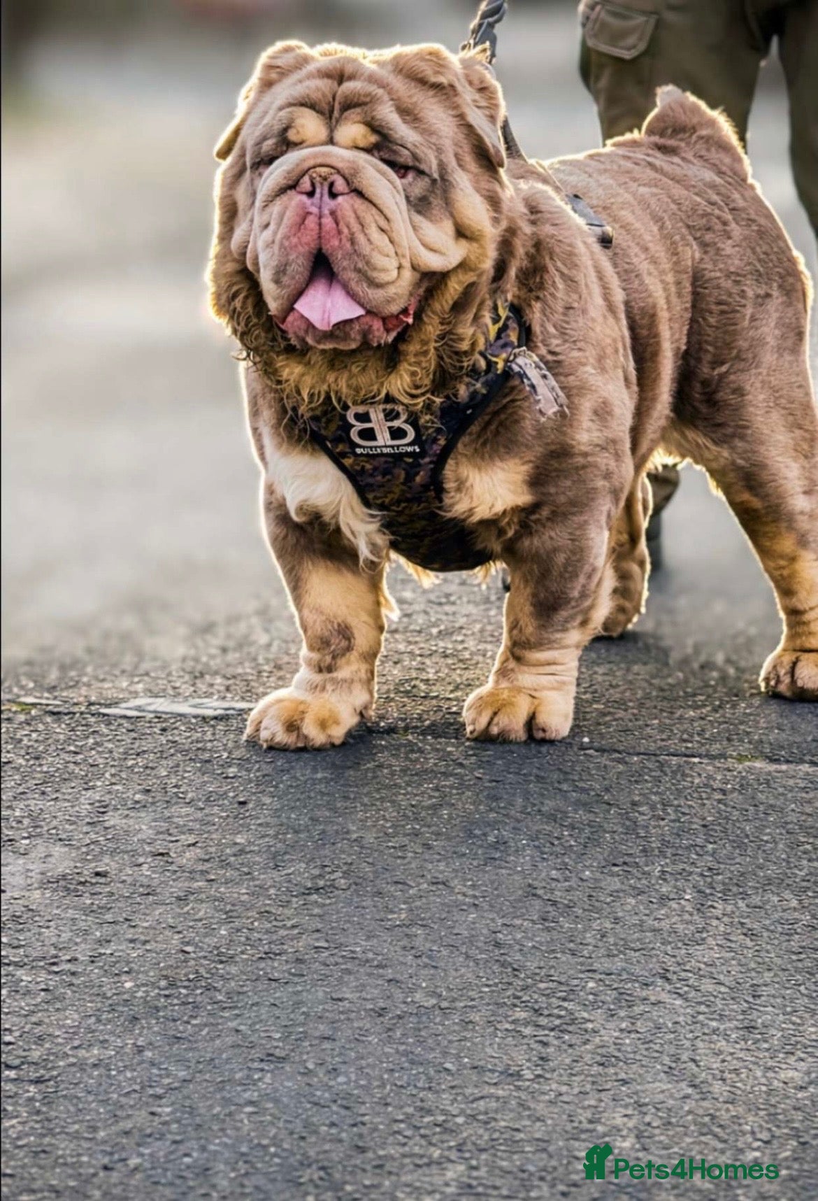 Olde English Bulldogge dogs old english Bulldoge fluffy  - Advert 1