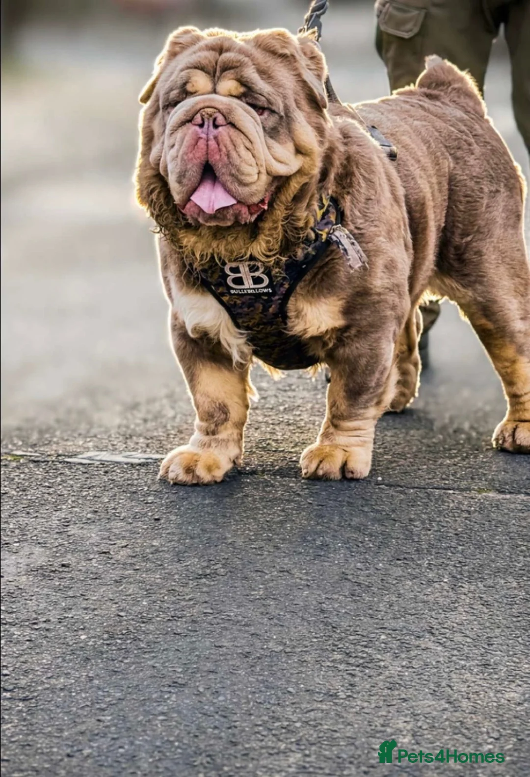 Olde English Bulldogge dogs for stud: old english Bulldoge fluffy  - Advert 1