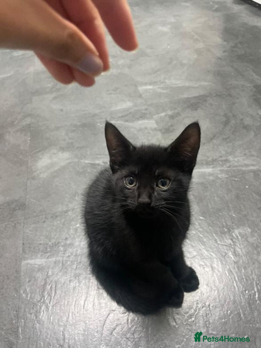 Mixed Breed cats for sale: Kittens for sale - Image 7