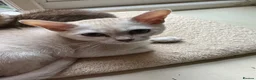 Burmese cats for sale: GCcF reg pedigree kittens  - Advert 6