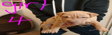 Shar Pei Puppy 6