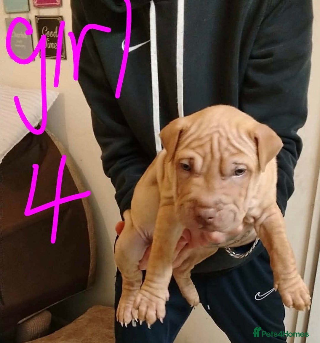 Shar Pei dogs for sale: Shar pei puppies for sale - Advert 5