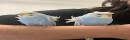 Budgerigars birds for sale: Rainbow helicopters, hand tame baby budgies  - Advert 2