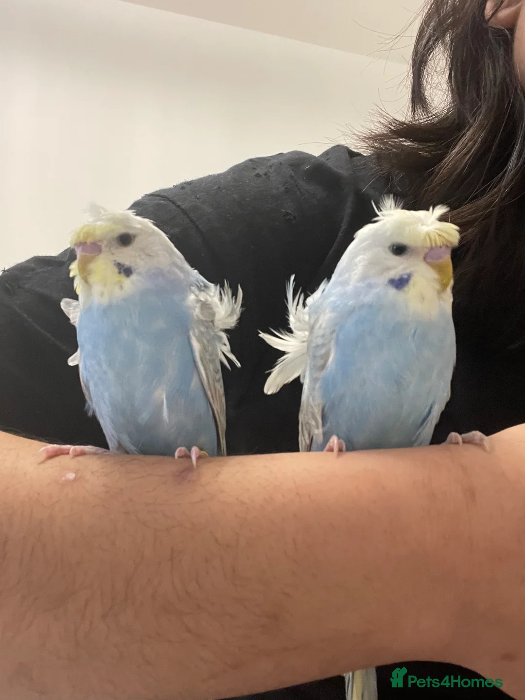 Budgerigars birds for sale: Rainbow helicopters, hand tame baby budgies  - Advert 2