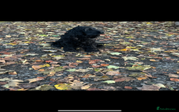 Cockapoo dogs for sale: F1 Cockapoo Puppies - Image 7