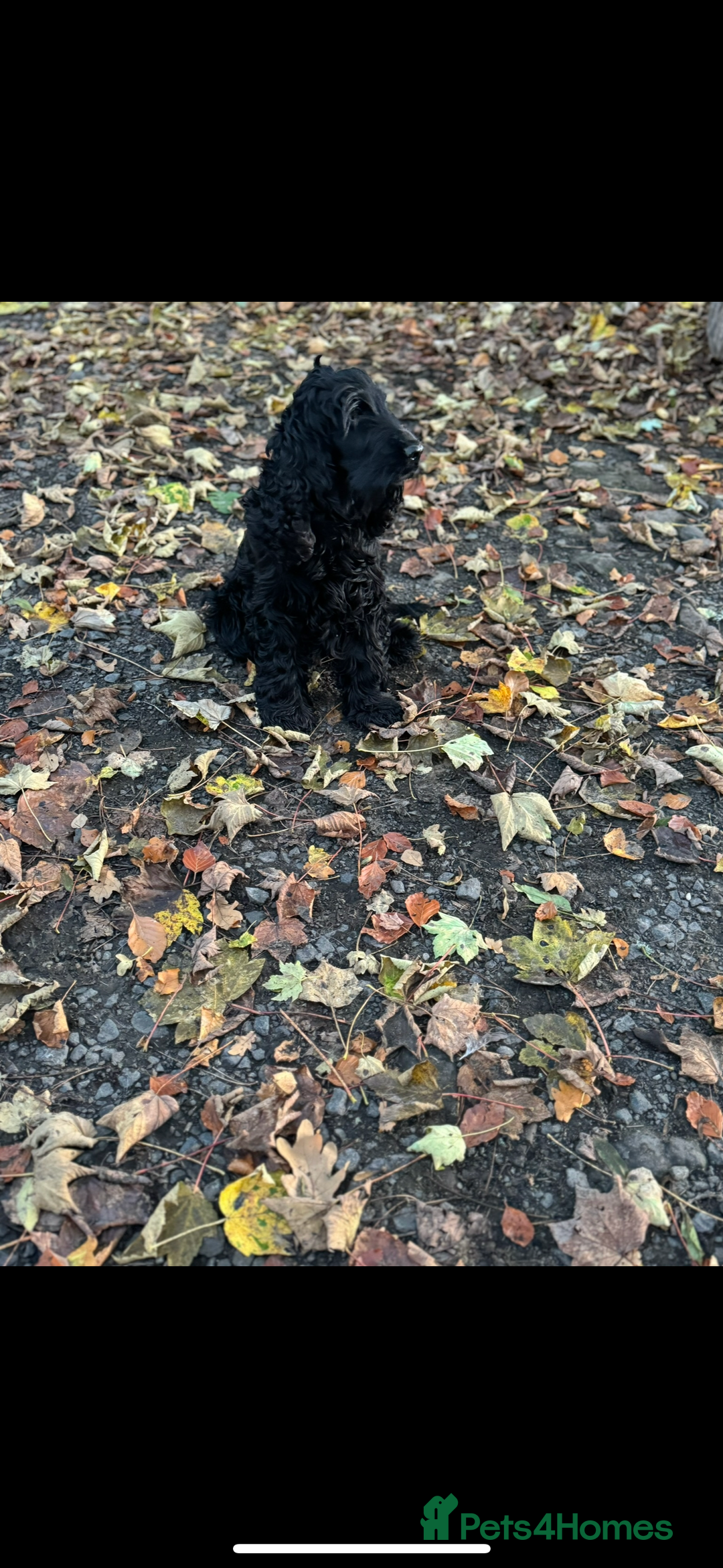 Cockapoo dogs for sale: F1 Cockapoo Puppies - Image 7