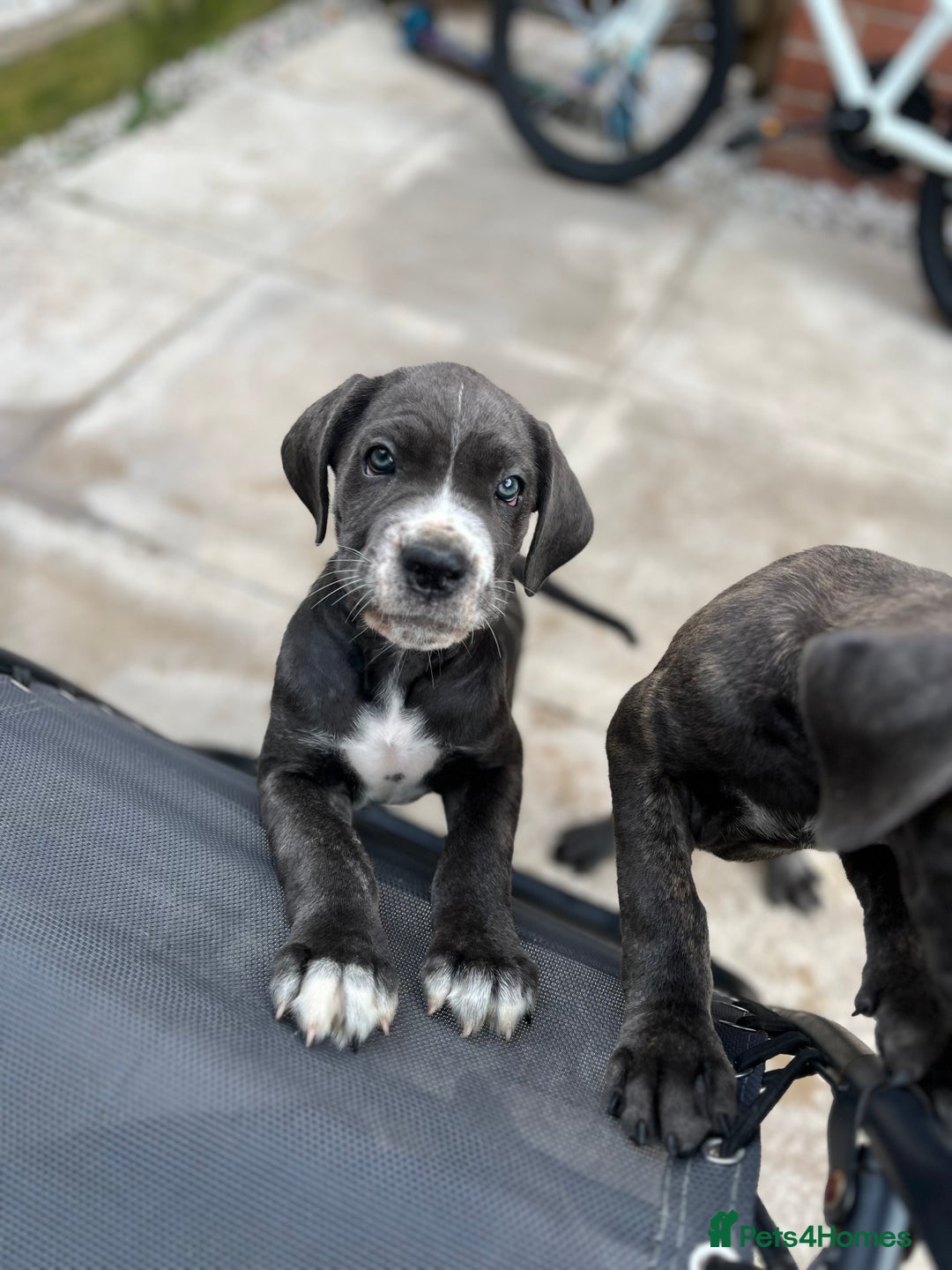 Cane Corso dogs for sale: Purebred Cane Corso puppies  - Image 36