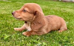Miniature Dachshund dogs for sale: Red long haired shaded red  - Image 5