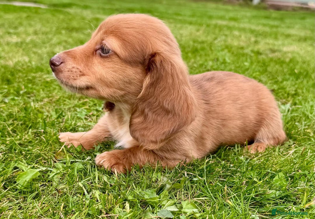 Miniature Dachshund dogs for sale: Red long haired shaded red  - Image 5