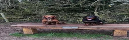 Cocker Spaniel dogs for stud: Working Cocker Spaniel at Stud (Proven) in Wolverhampton - Advert 11