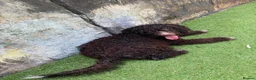 Mixed Breed dogs for sale: Spanish water dog in Manchester - Advert 5