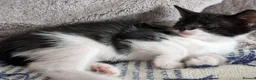 British Shorthair cats for sale: 3 Gorgeous, boy kittens  in Winsford - Advert 4