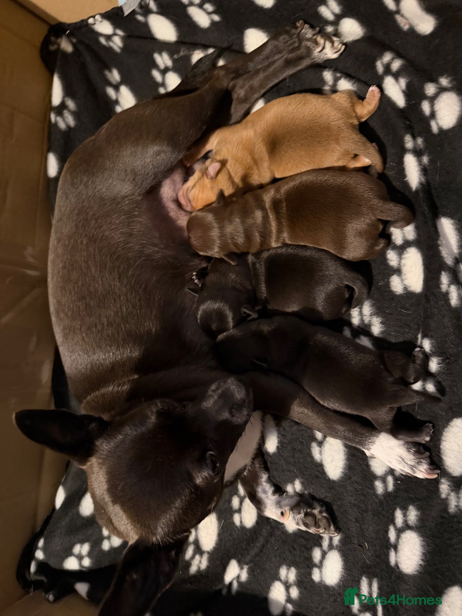 Chihuahua dogs Baby Chihuahuas - expression of interest - Advert 8