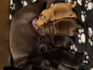 Chihuahua dogs Baby Chihuahuas - expression of interest - Advert 8