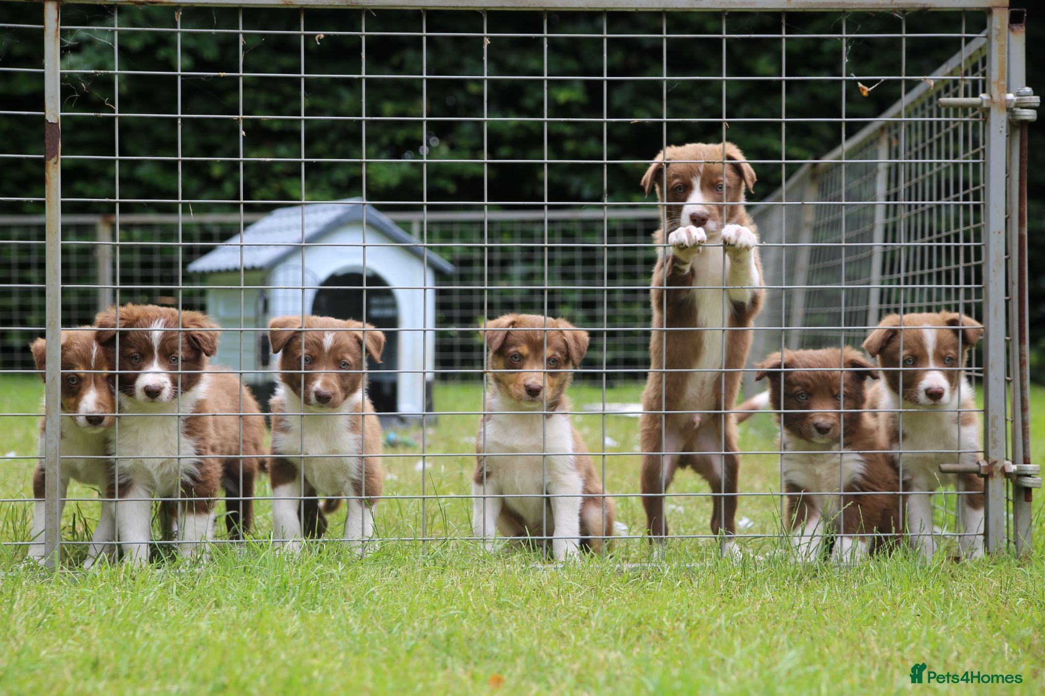 Border Collie dogs 6 Red, White & Tan Health Tested puppies ISDS - Advert 2