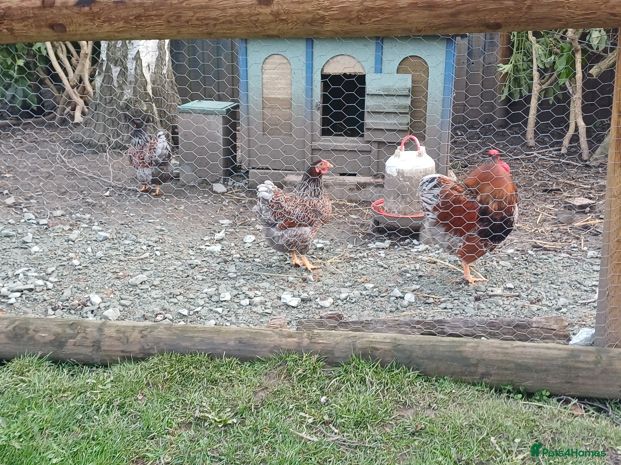 Chickens poultry Blue laced wynaddote bantam hatching eggs - Advert 1