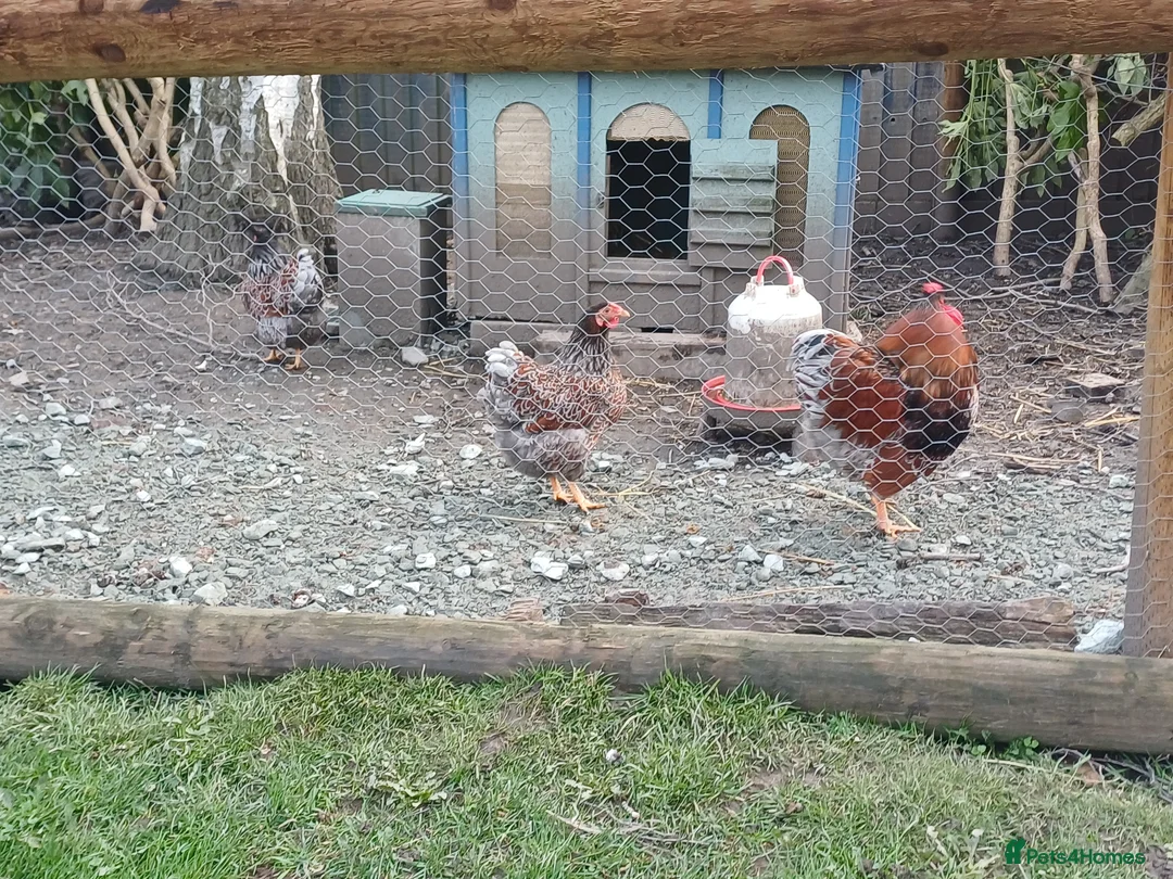 Chickens poultry for sale: Blue laced wynaddote bantam hatching eggs in Welshpool - Advert 1