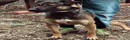 Belgian Shepherd Dog dogs for sale: Storm - Advert 2