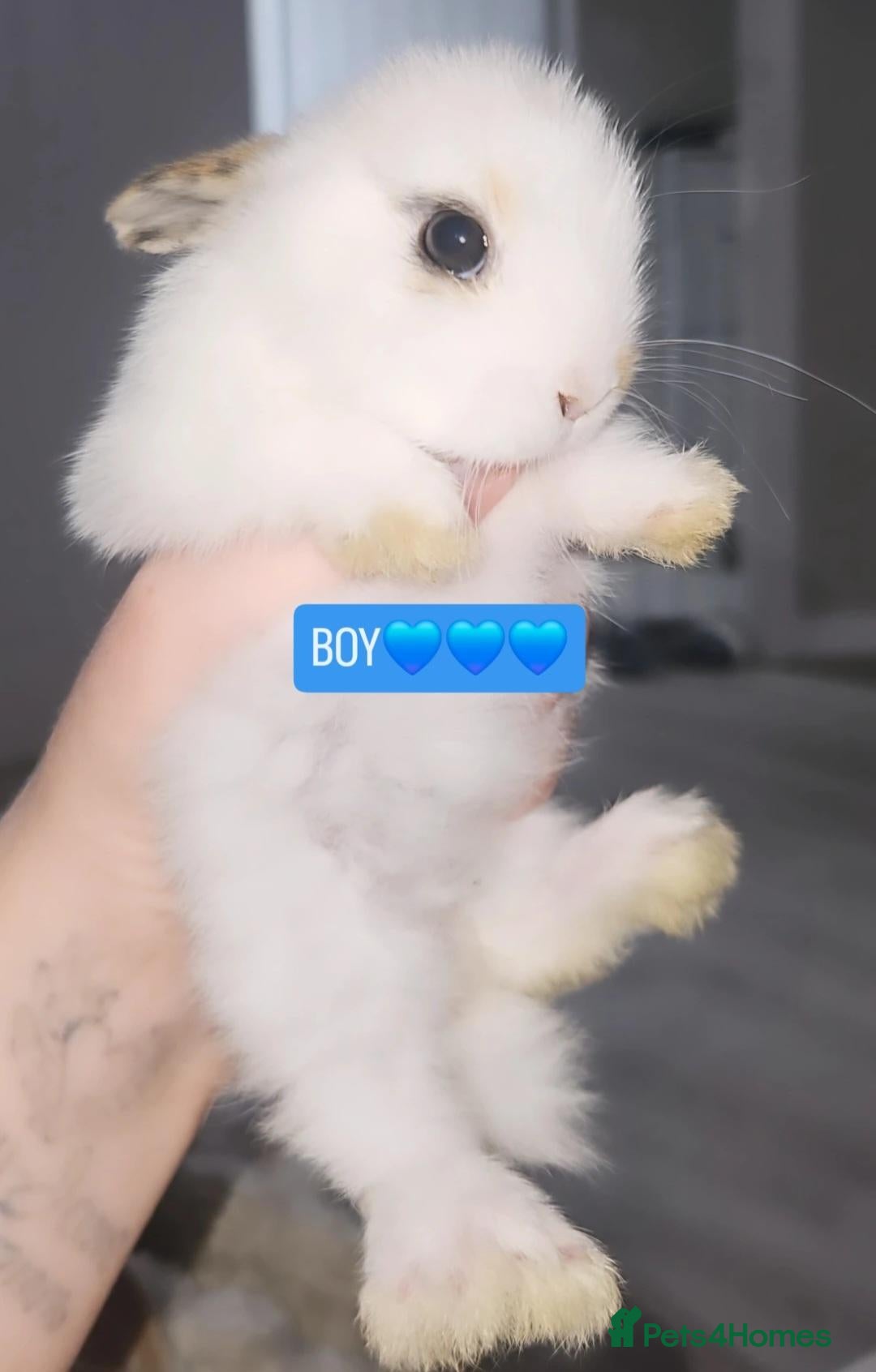 Mini Lop rabbits 2 Female, 2 Male bunnies ready now. - Advert 2