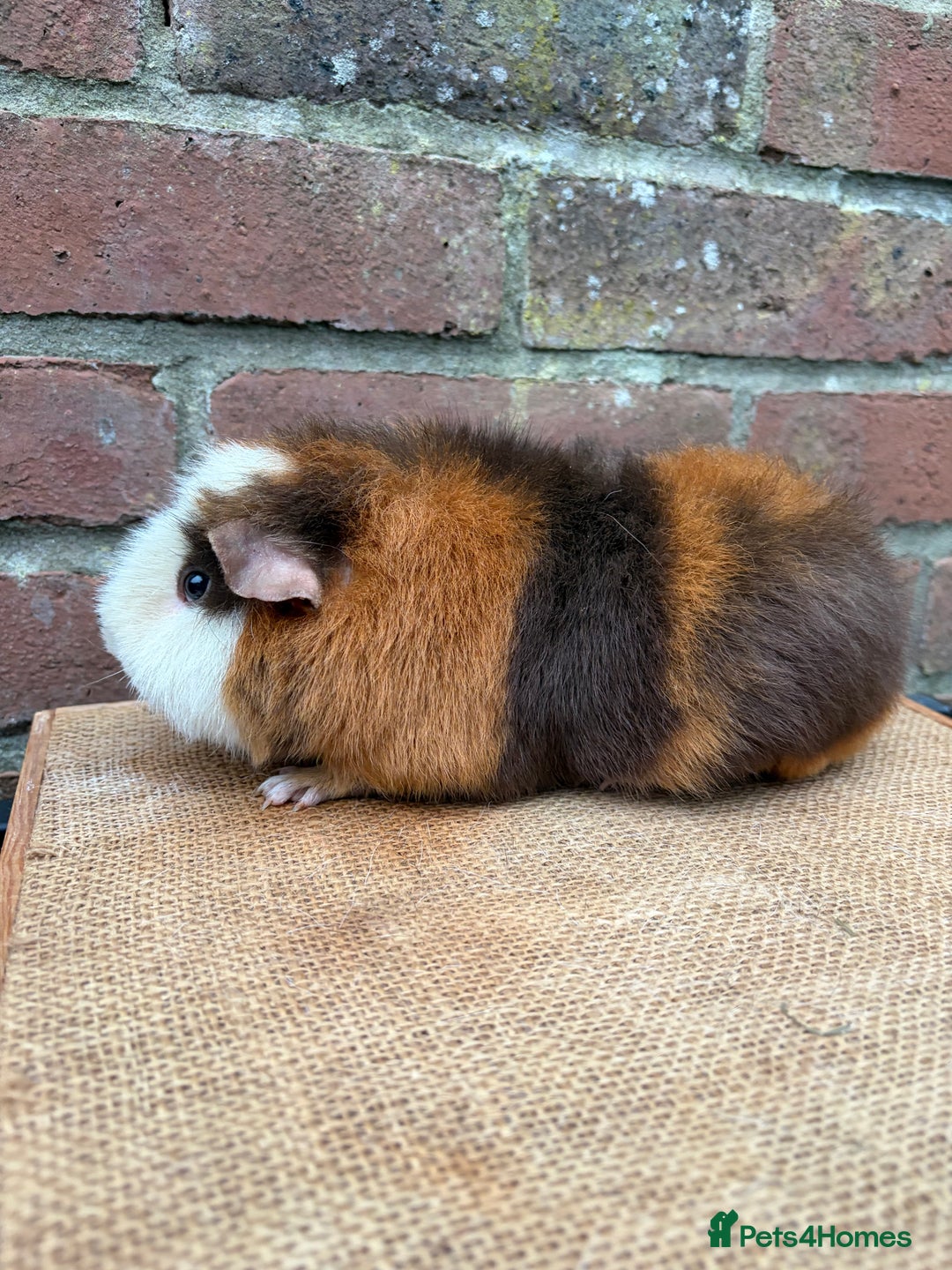 Guinea Pig rodents for sale: Two handsome boars  - Advert 6
